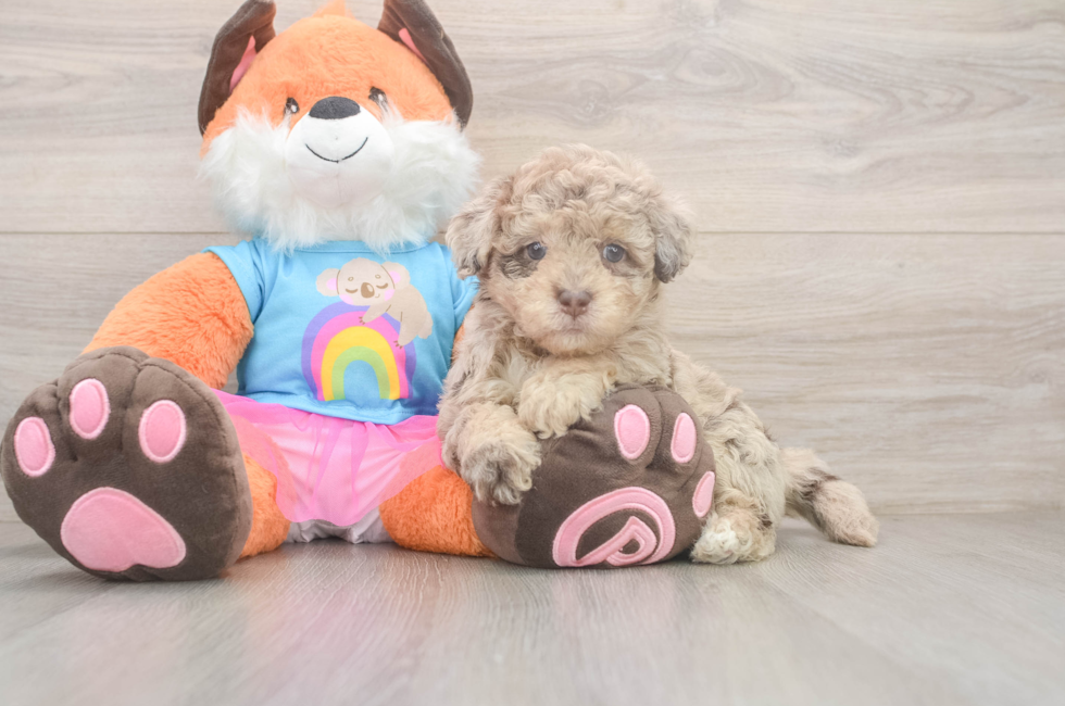 5 week old Havapoo Puppy For Sale - Seaside Pups