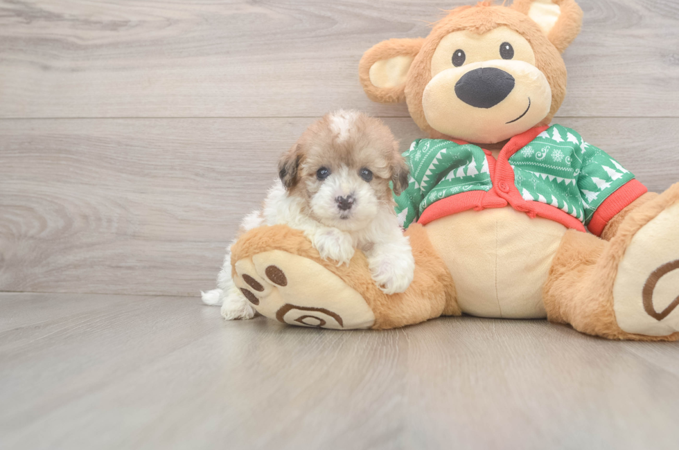 5 week old Havapoo Puppy For Sale - Seaside Pups