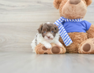 7 week old Havapoo Puppy For Sale - Seaside Pups