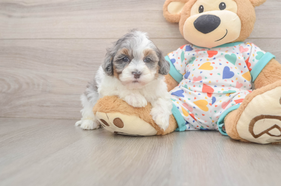 5 week old Havapoo Puppy For Sale - Seaside Pups