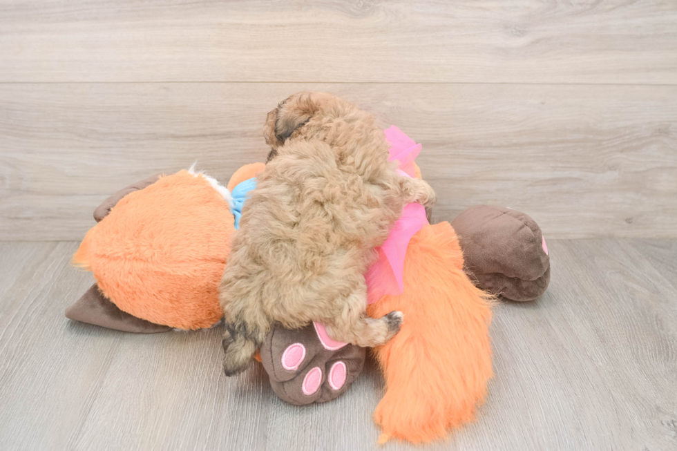 Energetic Havadoodle Poodle Mix Puppy