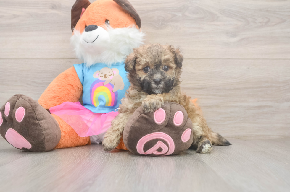 5 week old Havapoo Puppy For Sale - Seaside Pups