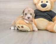 7 week old Havapoo Puppy For Sale - Seaside Pups