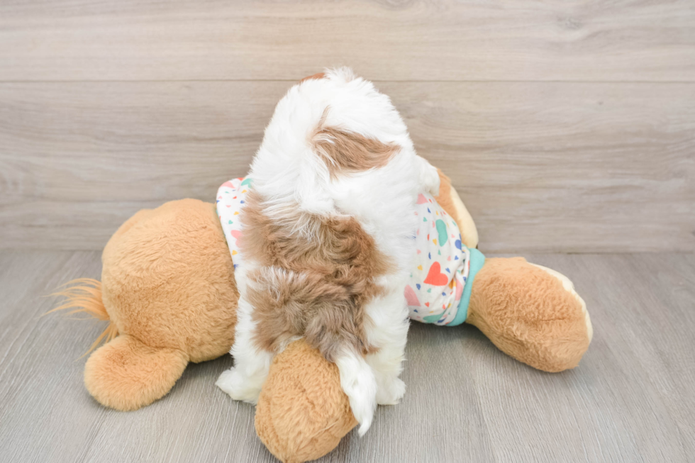 Havapoo Pup Being Cute