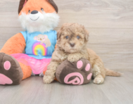 8 week old Havapoo Puppy For Sale - Seaside Pups