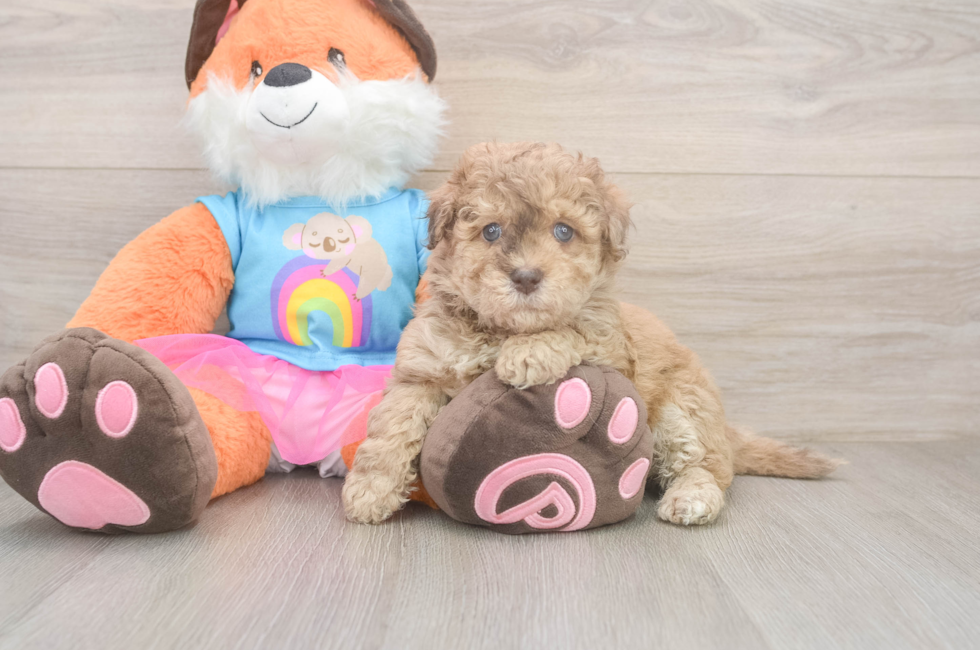 5 week old Havapoo Puppy For Sale - Seaside Pups