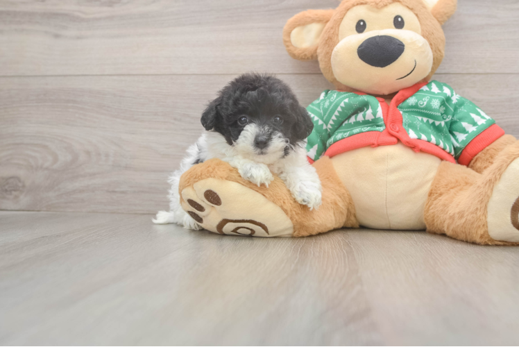 Popular Havapoo Poodle Mix Pup