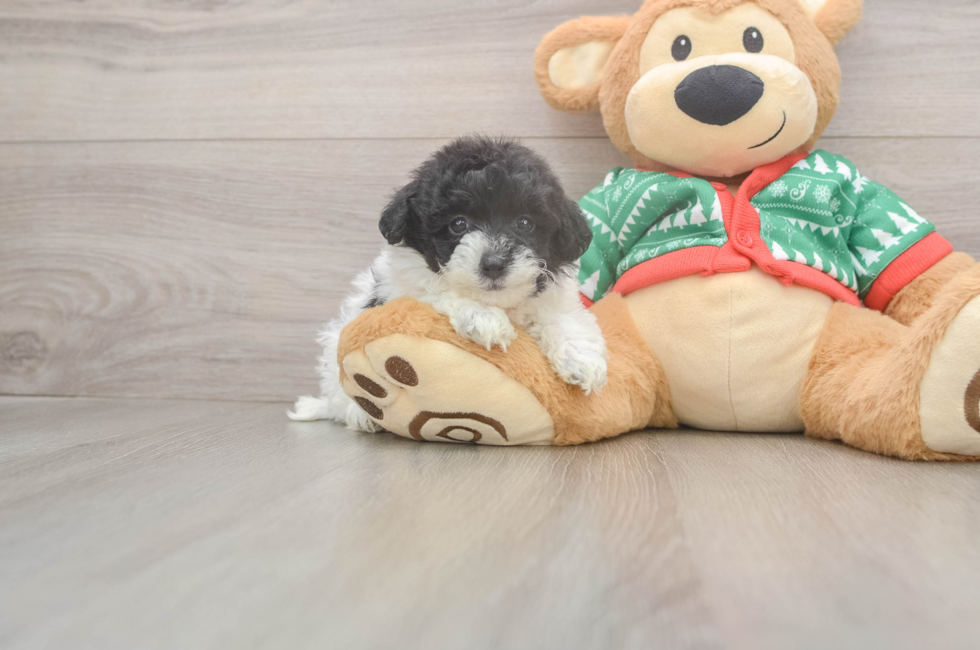 5 week old Havapoo Puppy For Sale - Seaside Pups