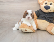 7 week old Havapoo Puppy For Sale - Seaside Pups