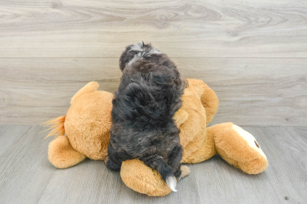 Petite Havapoo Poodle Mix Pup