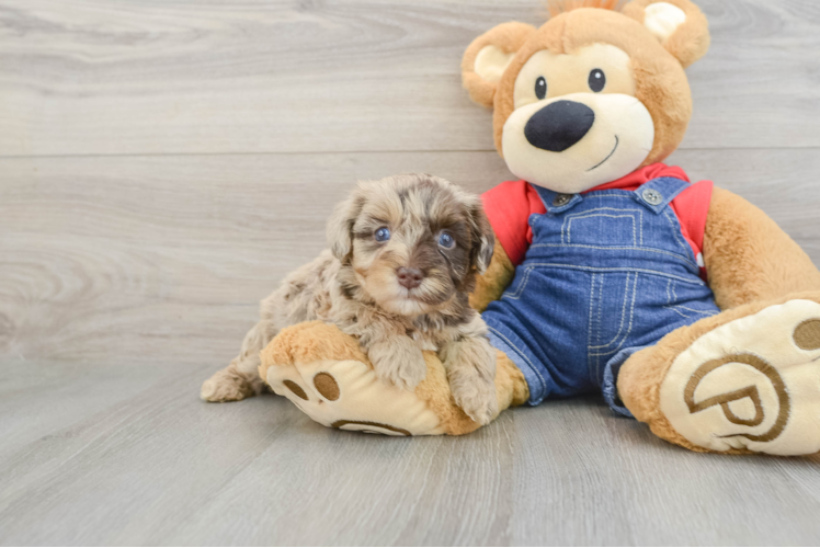 Havapoo Puppy for Adoption