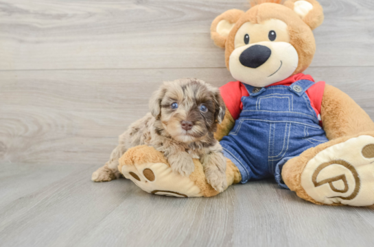 Havapoo Puppy for Adoption