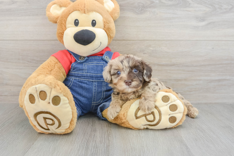 Havapoo Puppy for Adoption