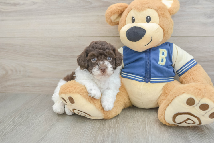 Havapoo Pup Being Cute