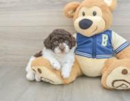 7 week old Havapoo Puppy For Sale - Seaside Pups