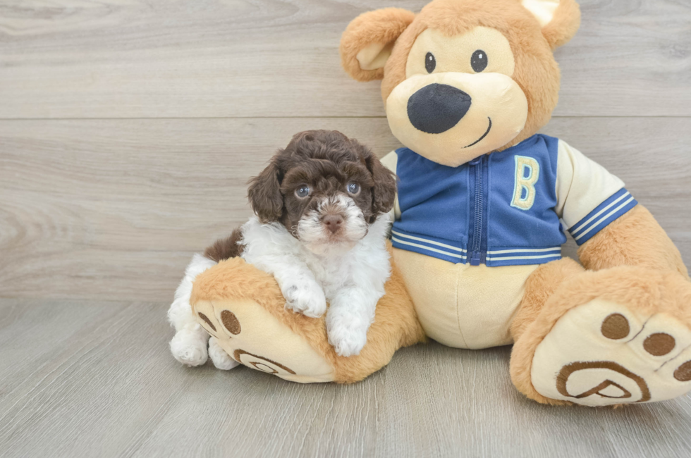 5 week old Havapoo Puppy For Sale - Seaside Pups