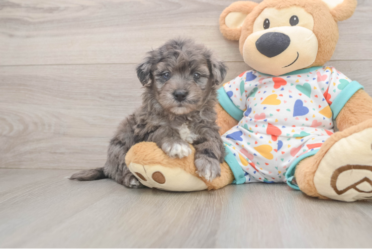 Energetic Havadoodle Poodle Mix Puppy