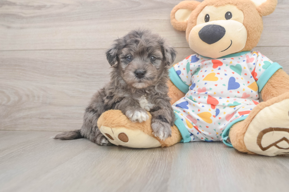 5 week old Havapoo Puppy For Sale - Seaside Pups