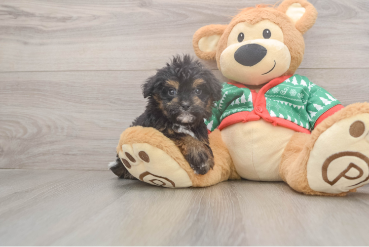 Havapoo Puppy for Adoption