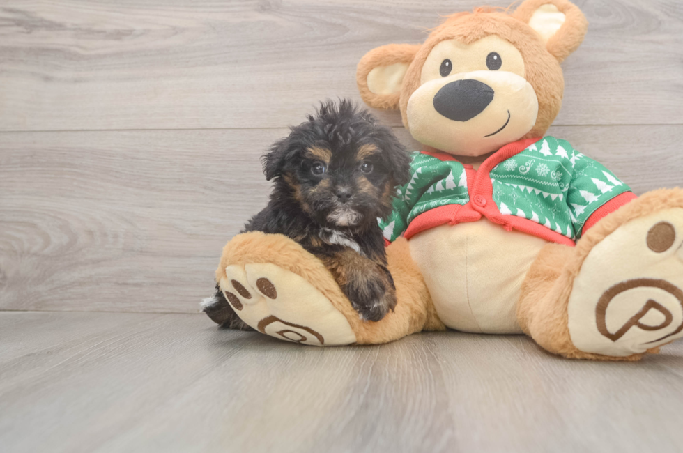 5 week old Havapoo Puppy For Sale - Seaside Pups