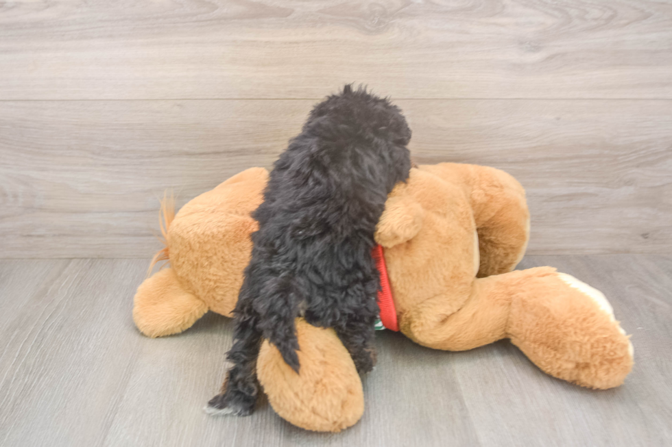 Havapoo Pup Being Cute