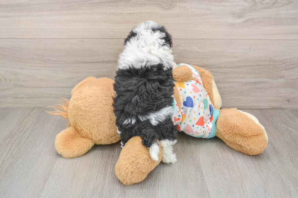 Petite Havapoo Poodle Mix Pup