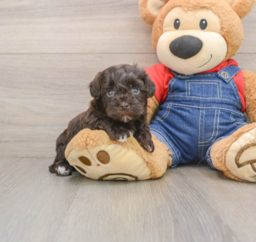 8 week old Havapoo Puppy For Sale - Seaside Pups