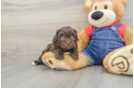 Havapoo Puppy for Adoption