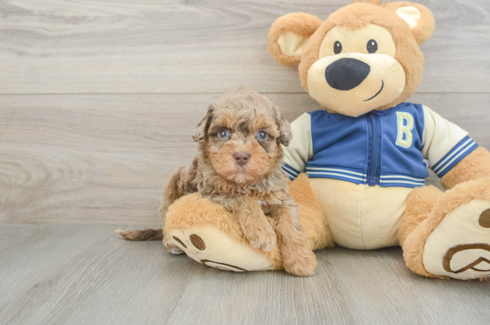 5 week old Havapoo Puppy For Sale - Seaside Pups