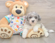 7 week old Havapoo Puppy For Sale - Seaside Pups