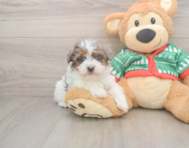 6 week old Havapoo Puppy For Sale - Seaside Pups