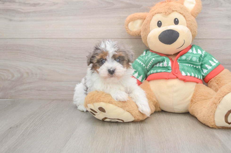 5 week old Havapoo Puppy For Sale - Seaside Pups