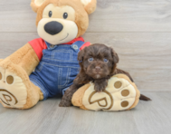 7 week old Havapoo Puppy For Sale - Seaside Pups