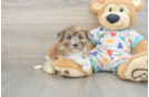 Havapoo Puppy for Adoption
