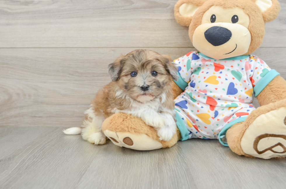 5 week old Havapoo Puppy For Sale - Seaside Pups