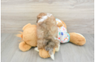 Popular Havapoo Poodle Mix Pup