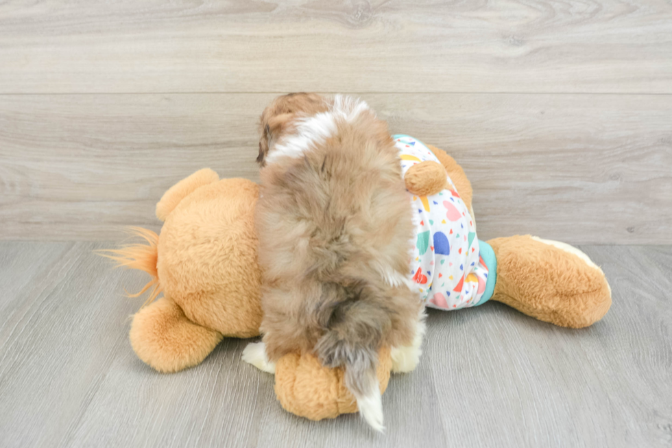 Popular Havapoo Poodle Mix Pup