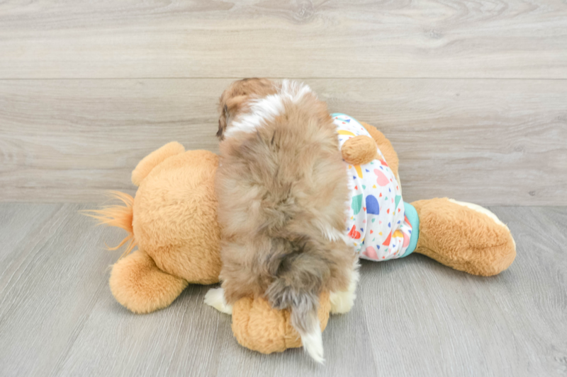 Meet Perez - our Havapoo Puppy Photo 2/3 - Seaside Pups