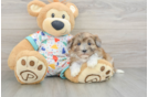 Hypoallergenic Havadoodle Poodle Mix Puppy