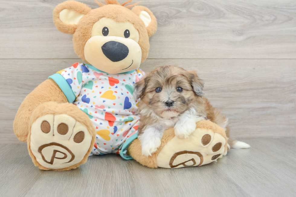 Hypoallergenic Havadoodle Poodle Mix Puppy