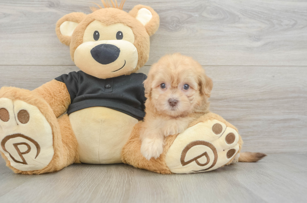 5 week old Havapoo Puppy For Sale - Seaside Pups
