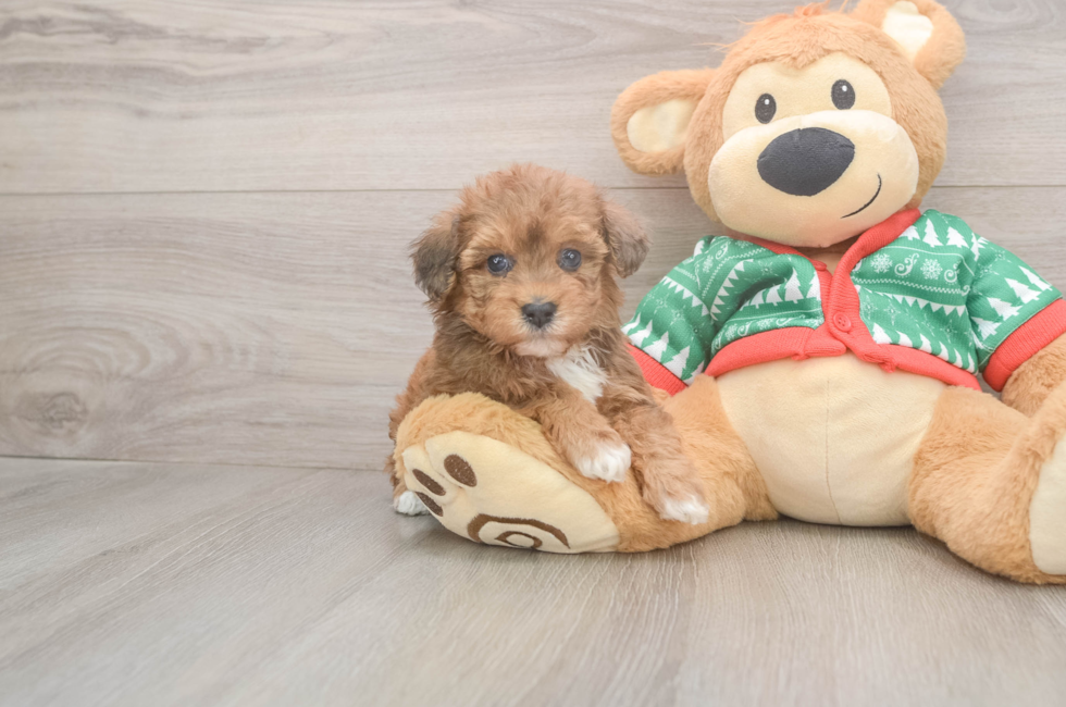 5 week old Havapoo Puppy For Sale - Seaside Pups