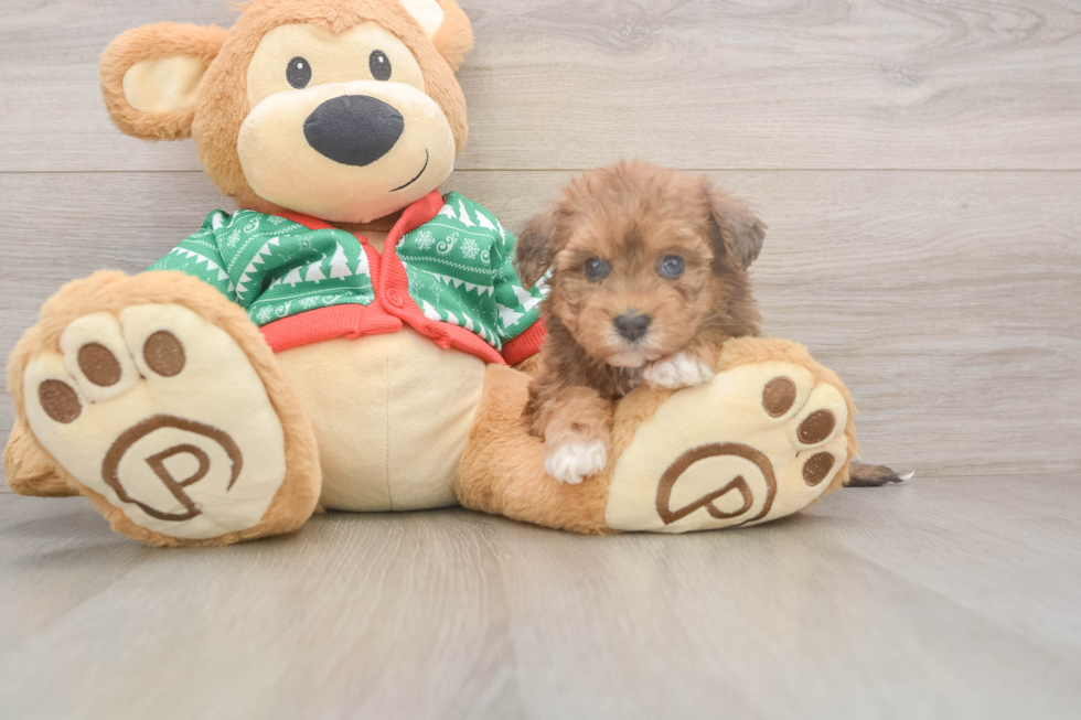 Hypoallergenic Havadoodle Poodle Mix Puppy