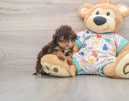 7 week old Havapoo Puppy For Sale - Seaside Pups