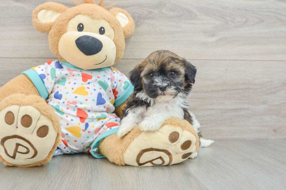 5 week old Havapoo Puppy For Sale - Seaside Pups