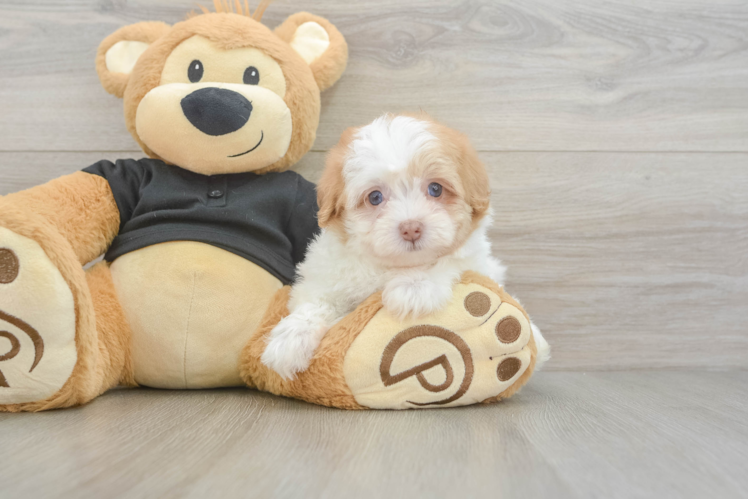 Popular Havapoo Poodle Mix Pup