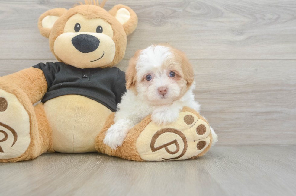 5 week old Havapoo Puppy For Sale - Seaside Pups