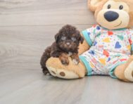 7 week old Havapoo Puppy For Sale - Seaside Pups