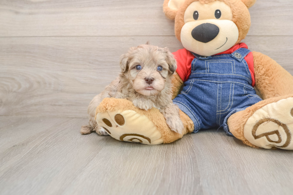 Adorable Havadoodle Poodle Mix Puppy