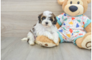 Small Havapoo Baby